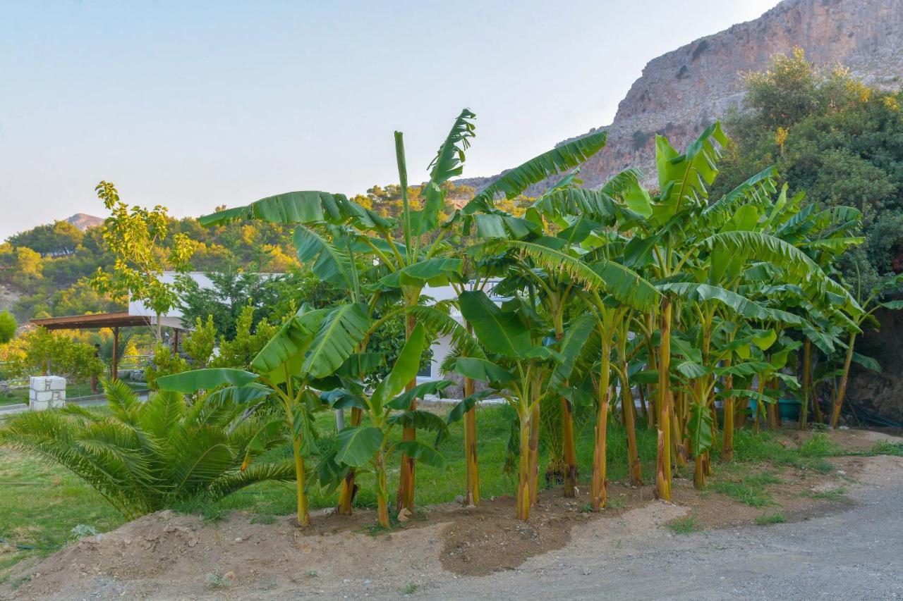 Villa Rose Archangelos  Dış mekan fotoğraf